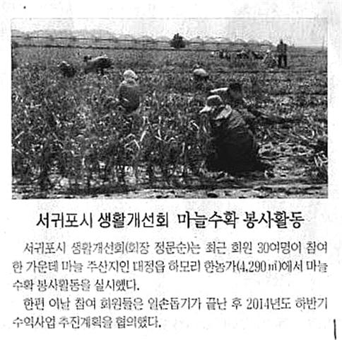서귀포시생활개선회 마늘수확봉사활동[제주신문,5.30]